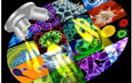 脫硫脫銷絮凝劑  COD降解劑